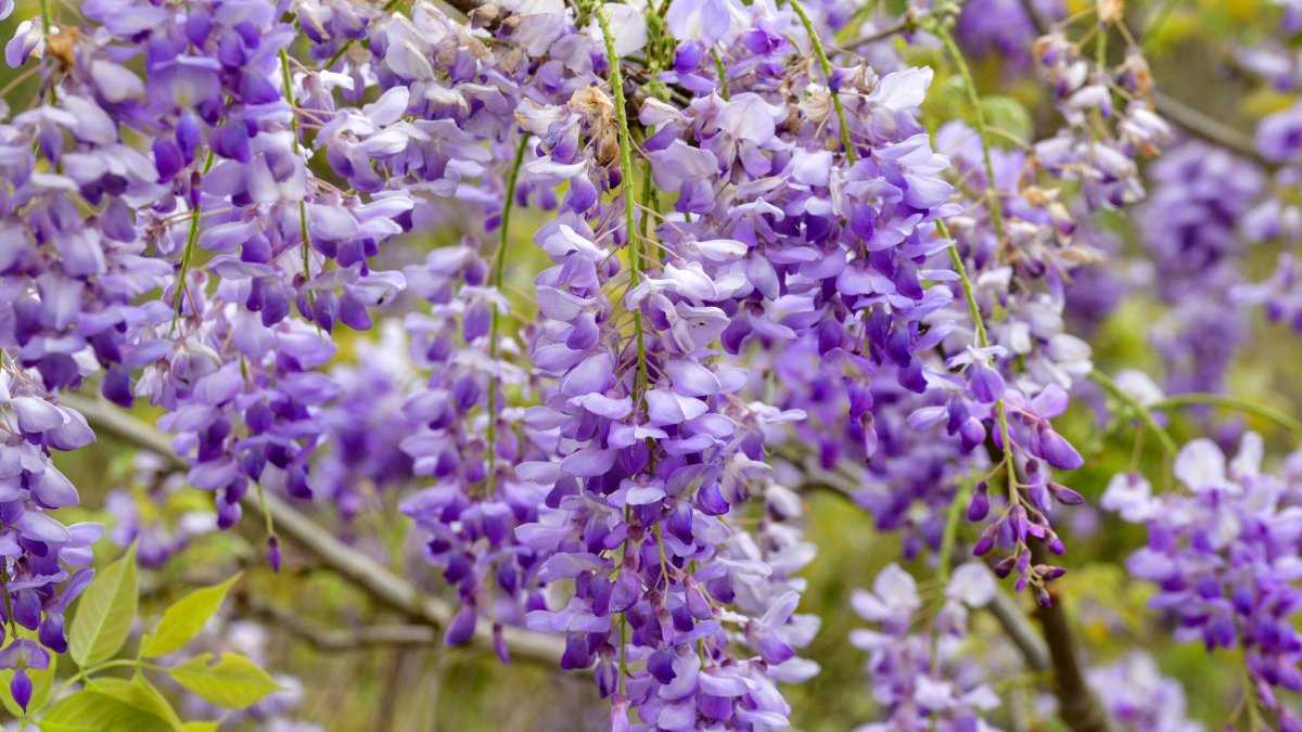 Wisteria is bringing purple panache, and a famous fest, to Southern California – NBC Los Angeles