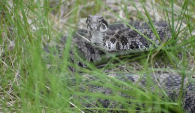 Rattlesnake bite kills Ventura County woman during hike – NBC Los Angeles