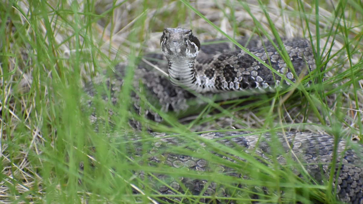 Rattlesnake bite kills Ventura County woman during hike – NBC Los Angeles