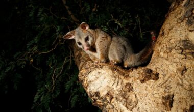 Real possum appears among toy animals in Australian airport – NBC Los Angeles