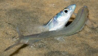 Grunion, those flashy fishes that spawn on the beach, are returning – NBC Los Angeles