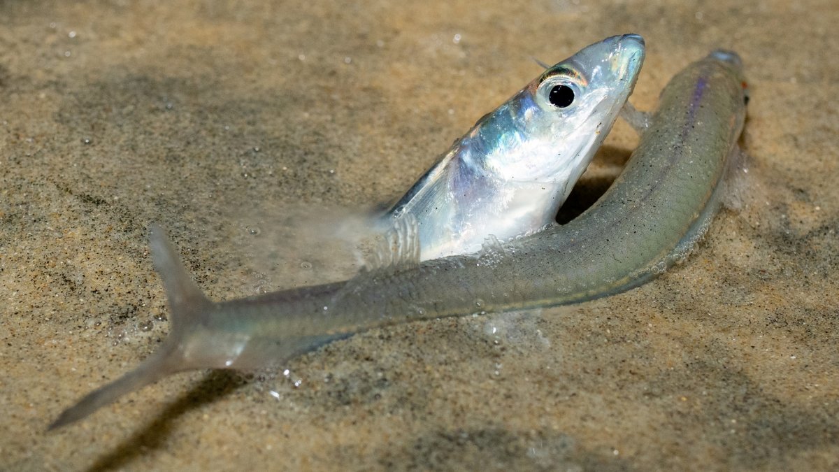 Grunion, those flashy fishes that spawn on the beach, are returning – NBC Los Angeles
