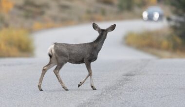 LA County Counsel urges Catalina Island to change deer eradication plan – NBC Los Angeles