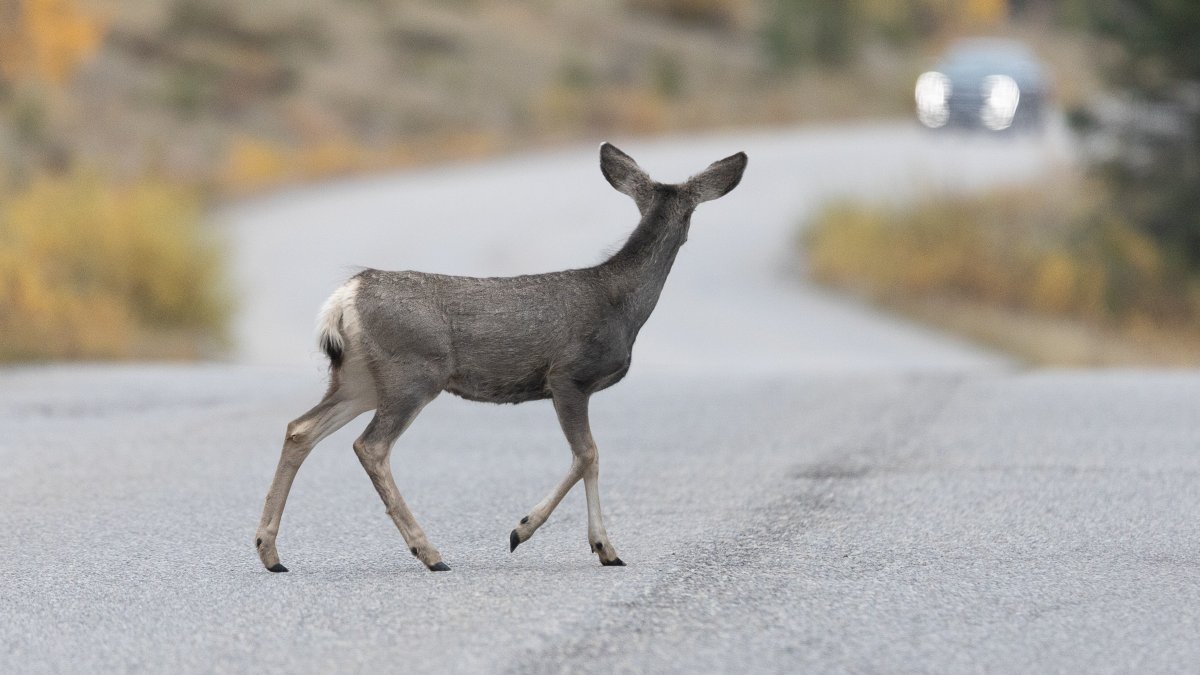 LA County Counsel urges Catalina Island to change deer eradication plan – NBC Los Angeles