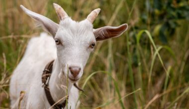 The stars of Pasadena’s Earth Day fest? Goats… lots of brush-munching goats – NBC Los Angeles