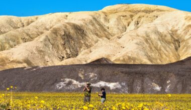 Where to see one of California’s most spectacular superblooms in years
