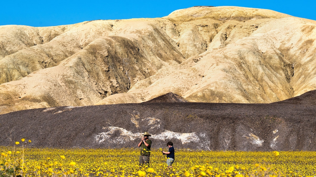 Where to see one of California’s most spectacular superblooms in years