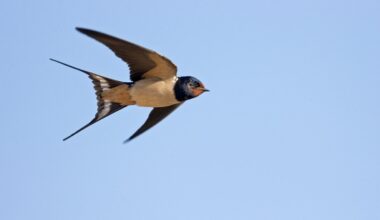 It’s Swallows Season in San Juan Capistrano, and fun will soon take flight – NBC 7 San Diego