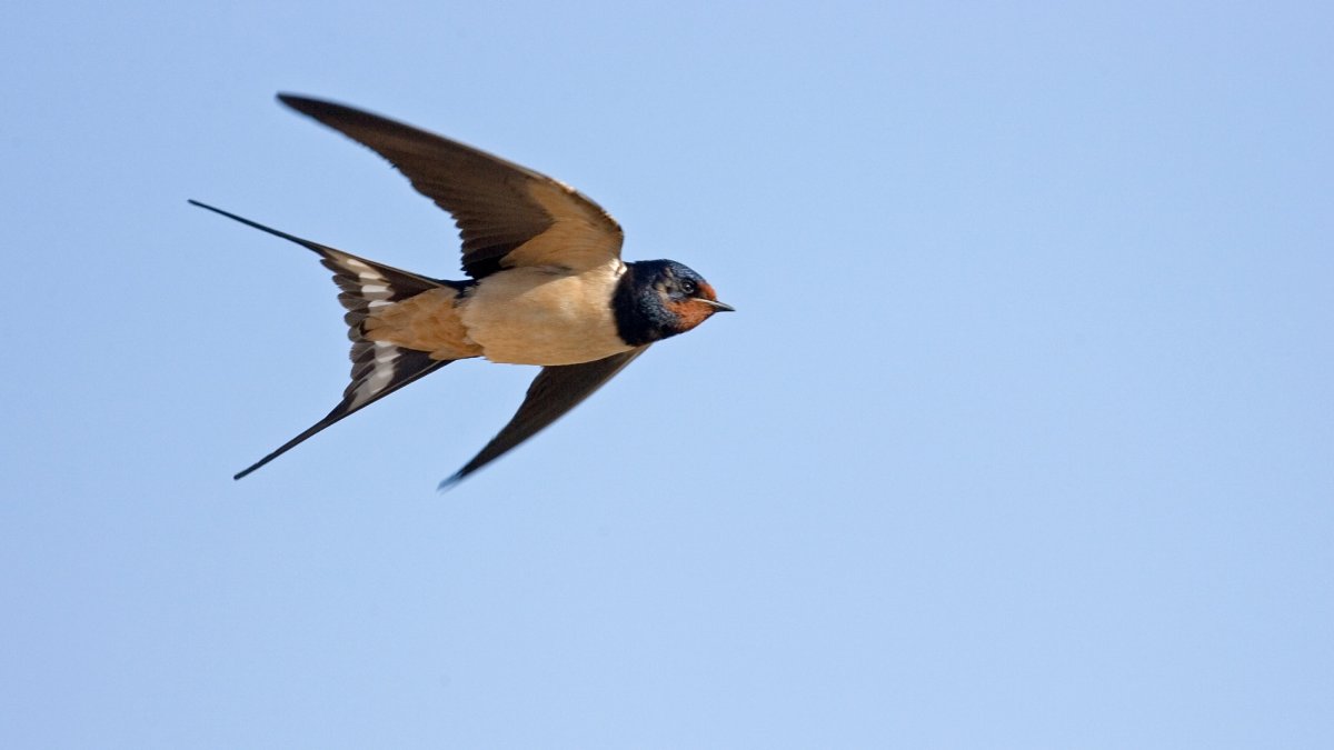 It’s Swallows Season in San Juan Capistrano, and fun will soon take flight – NBC 7 San Diego
