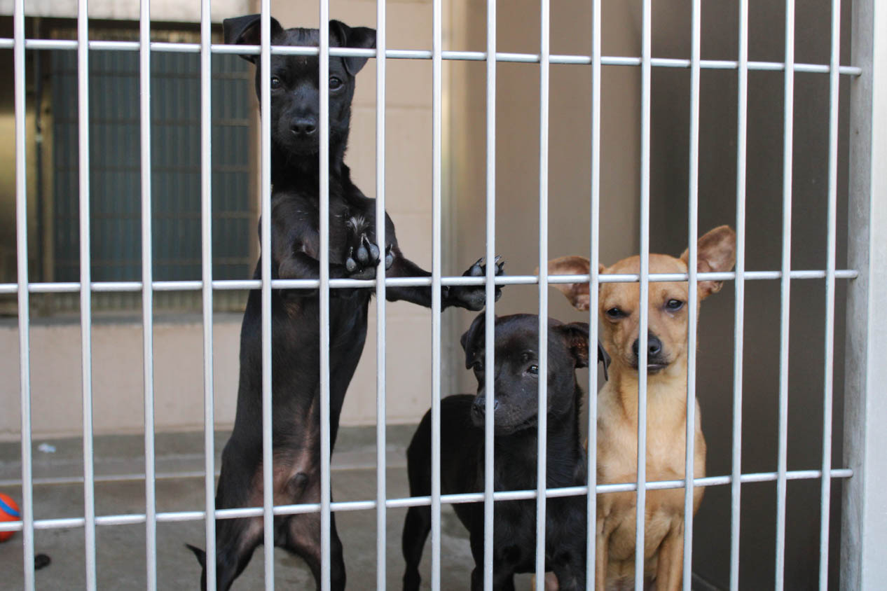 California Animal Shelters Face Allegations of Unlawful Practices