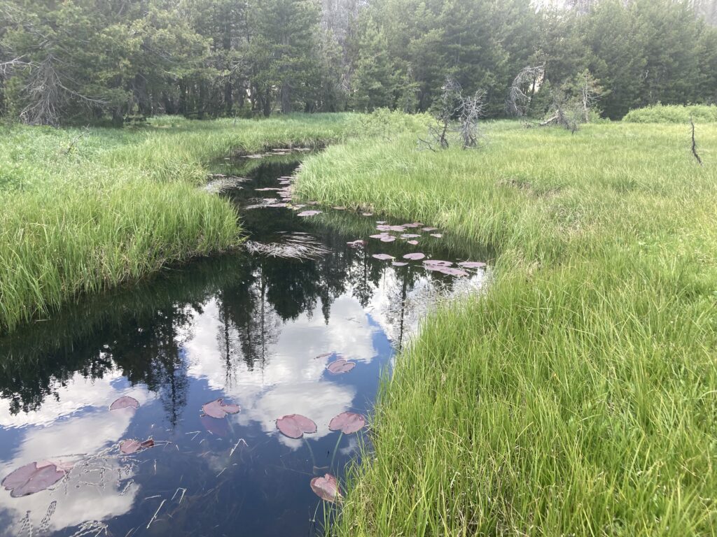 A stream running through the Forni Meadow Complex | Julie Fair