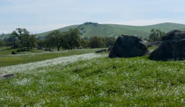 Explore the Fresno County Wildflower Trail