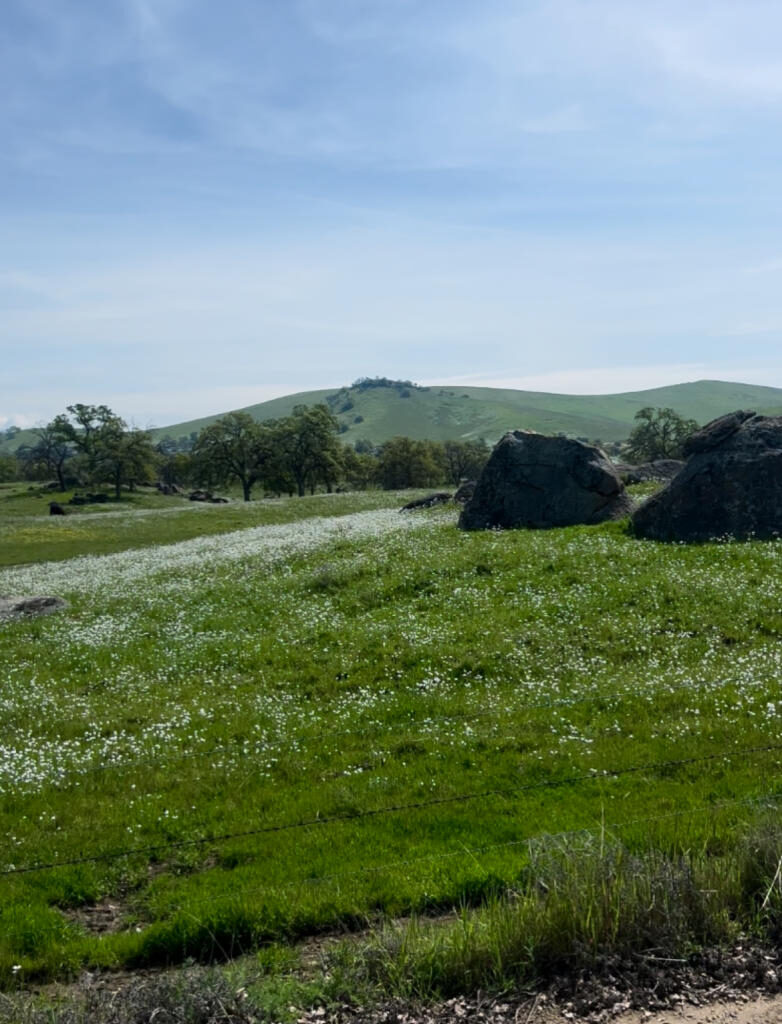 Explore the Fresno County Wildflower Trail