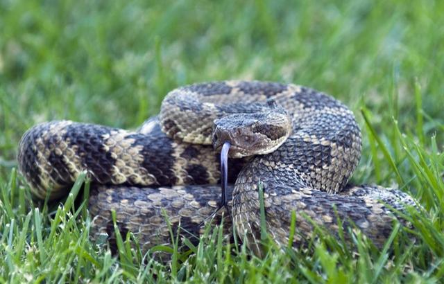 Snake wrangler Len Ramirez shows a 3-foot rattlesnake that he caught in 2012 in Lincoln.