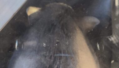 Runaway pig detained by police in Tower District Fresno