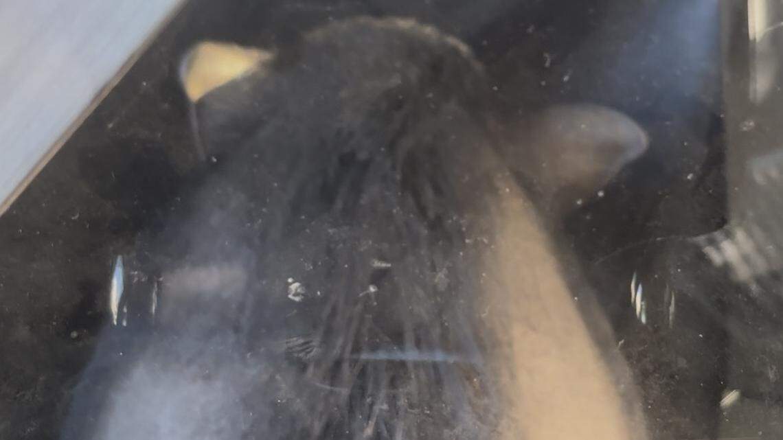 Runaway pig detained by police in Tower District Fresno