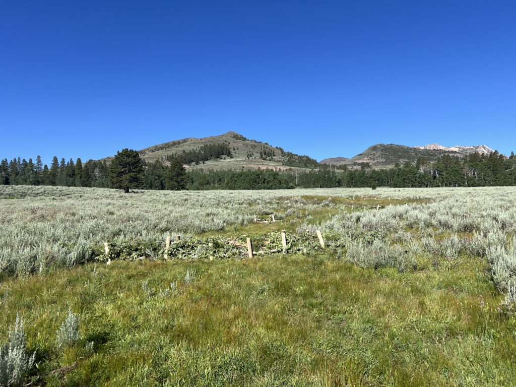 A beaver dam analog in Grouse Meadow | Sarah Hecocks