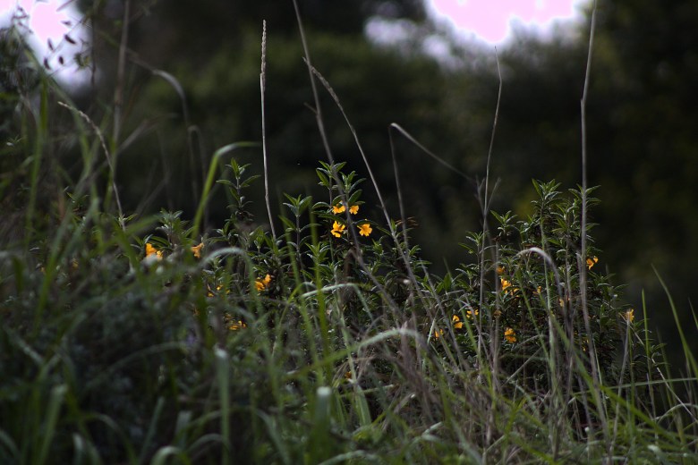 close-up of a small yellow flower