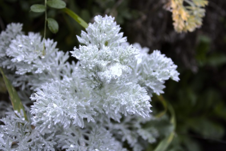 close-up of a white-leaved plant