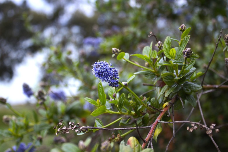 close-up of a small blue flower