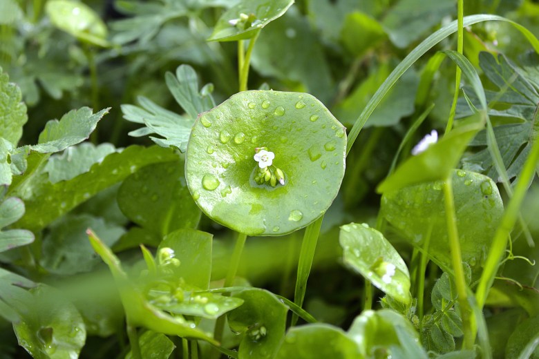 close-up of green leaves