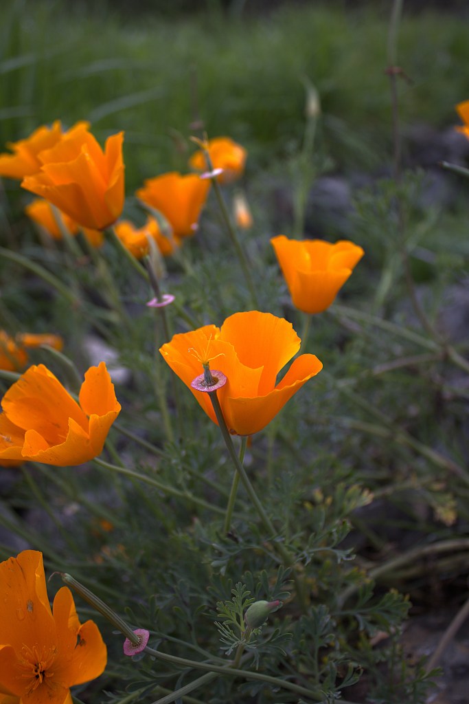 orange flowers