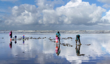 WDFW Approves Eight Days of Coastal Razor Clam Digs Beginning March 17