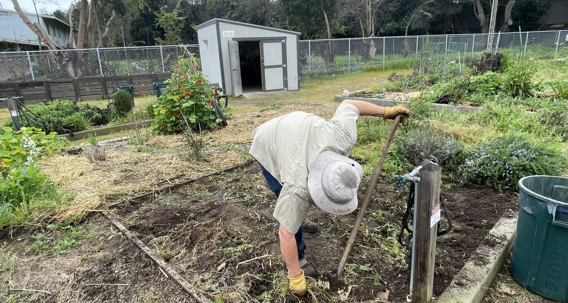Man pulling weeds in the garden.