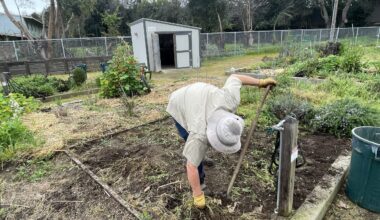 Man pulling weeds in the garden.