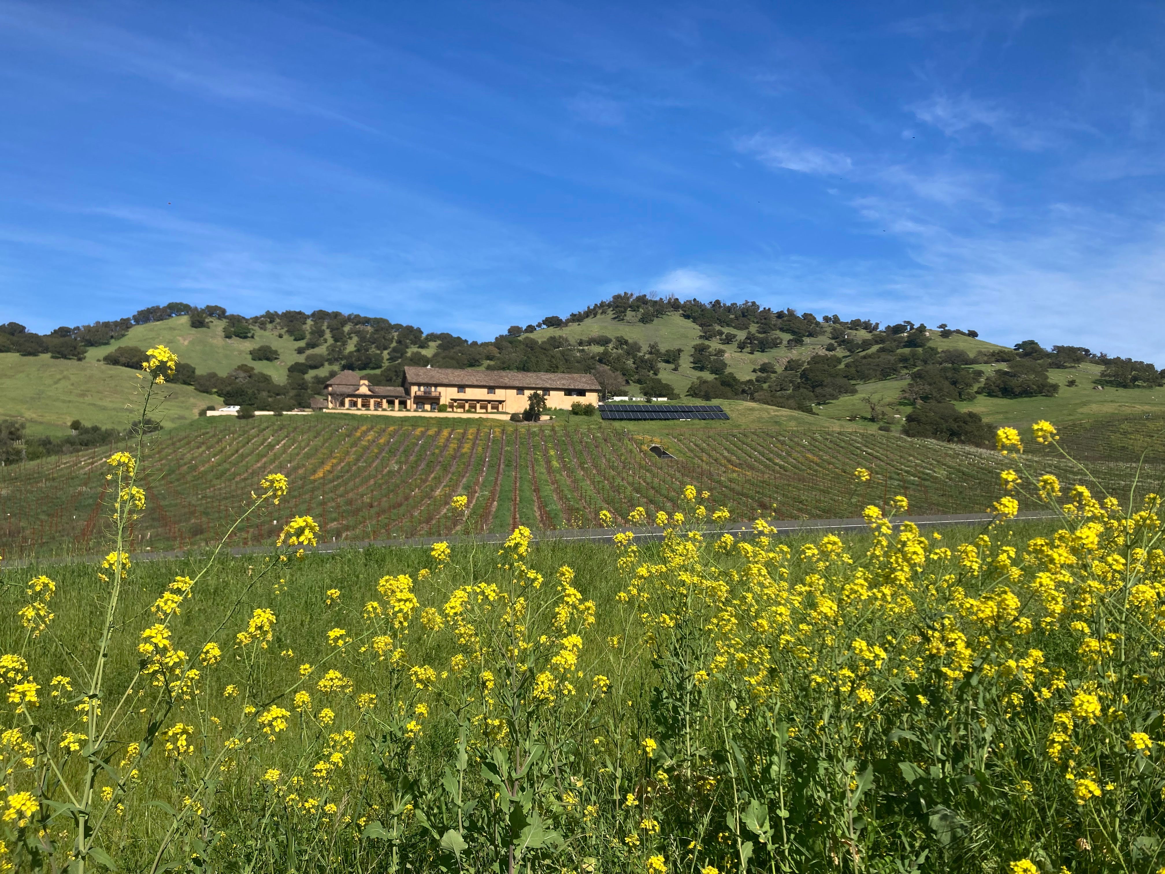 The bulk of wine attractions in Napa and Sonoma remain open and in business, such as the picturesque Nicholson Ranch Winery just off the Carneros Highway