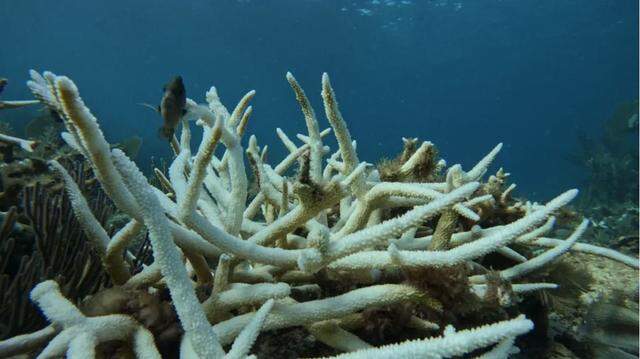Staghorn coral populations in the Florida Keys are on the brink of extinction due to a severe bleaching event that began in the summer of 2023. On Tuesday, March 10, 2026, a California Assembly committee voted to advance a consumer transparency bill that would restrict sunscreeen products from being labeled as “reef safe” when they contains chemicals harmful to marine life.