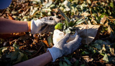 Things to do in Long Beach: Community gardening, art market, Latin dance class and more!