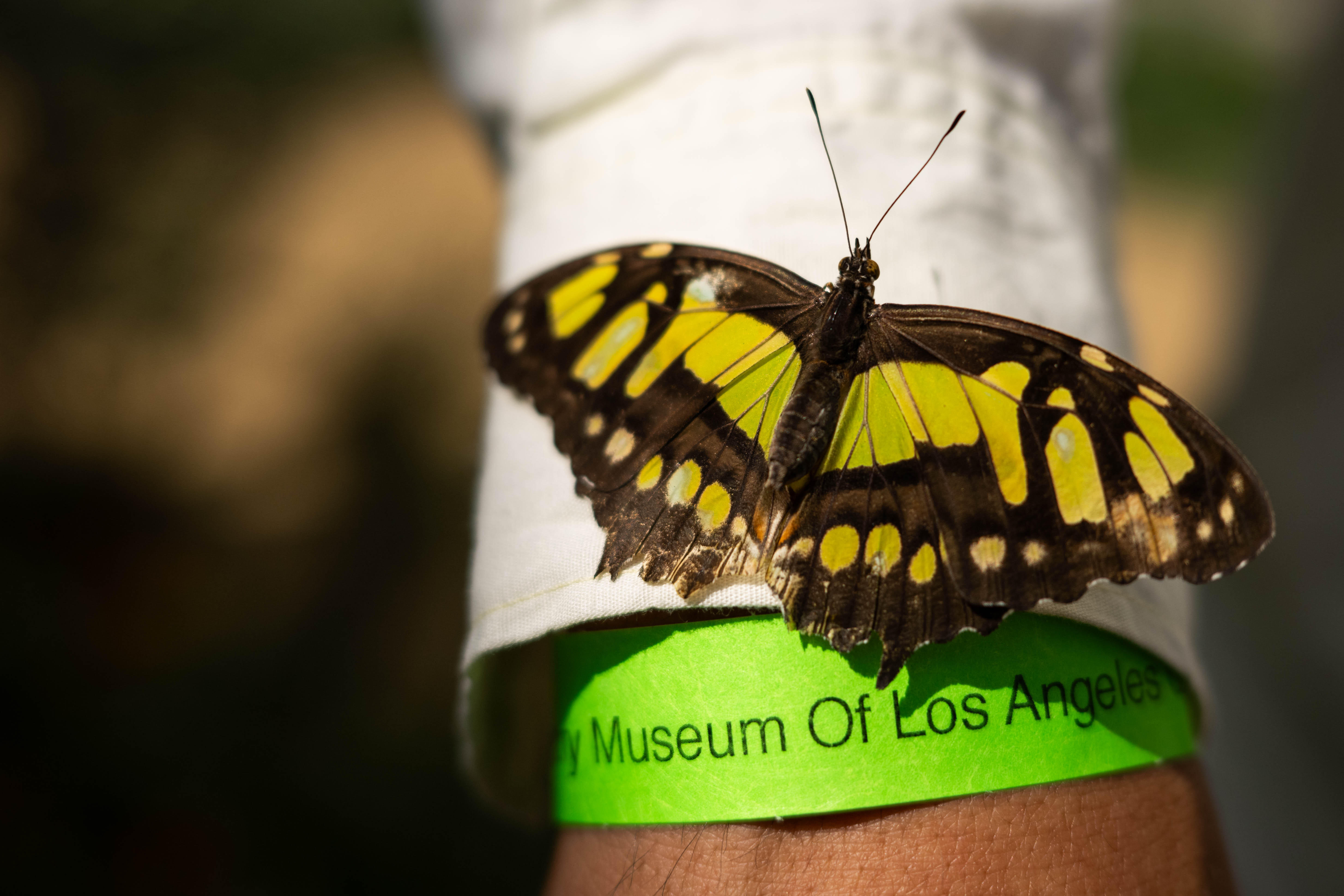A butterfly lands on a visitor at The Natural History...