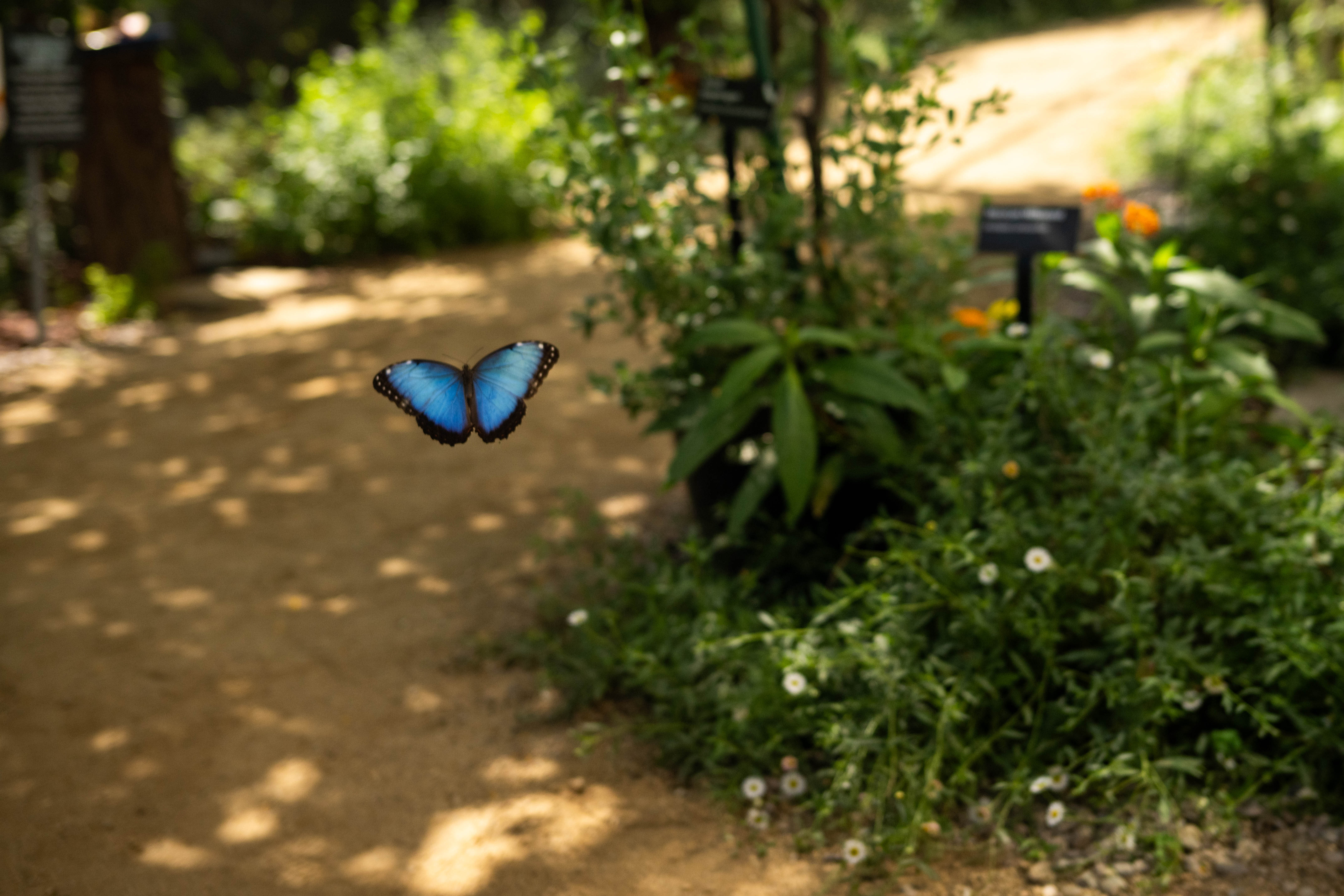 A Blue Morpho flies through The Natural History Museumâs Butterfly...