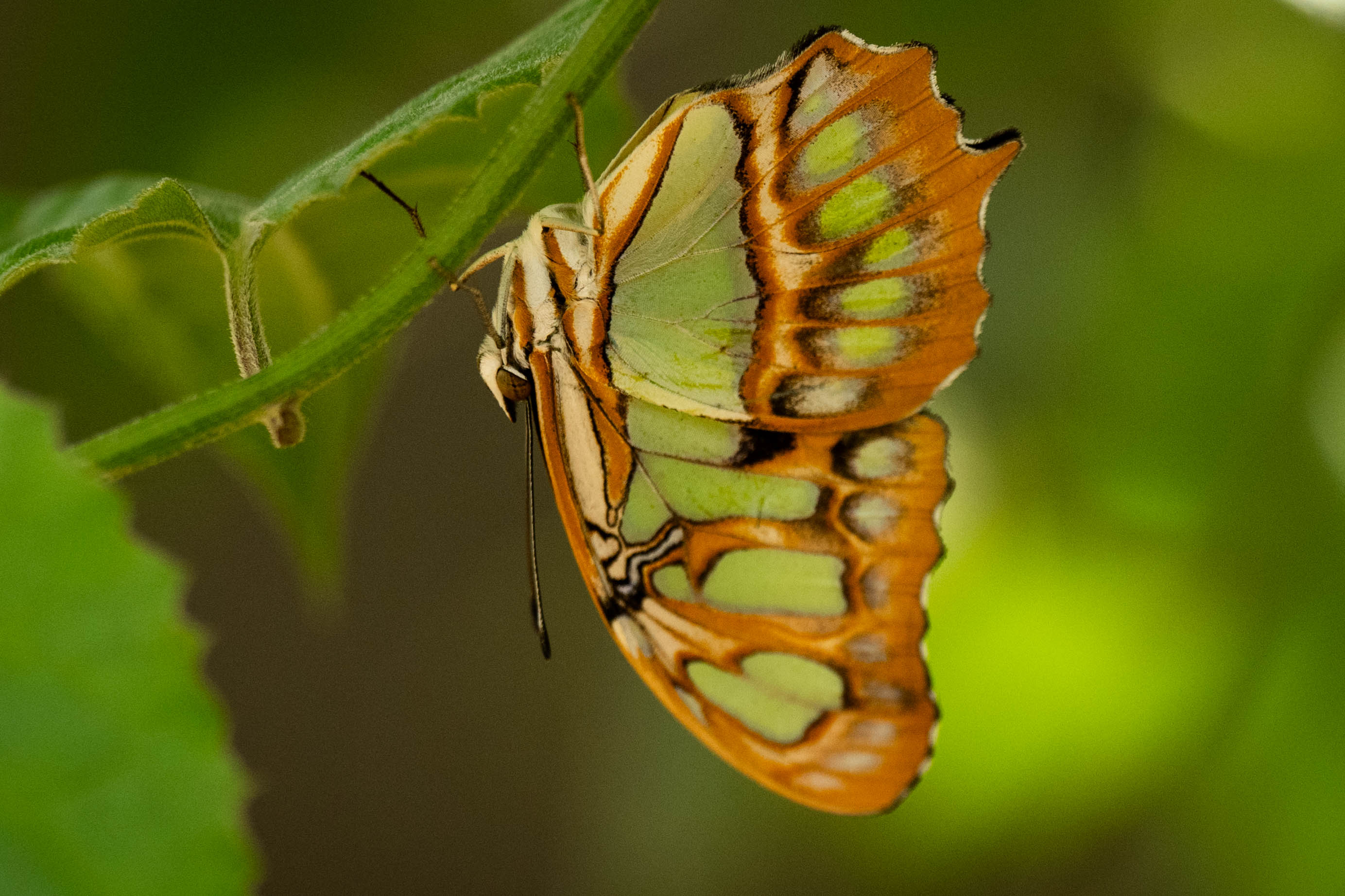 A butterfly lands on a vine in The Natural History...