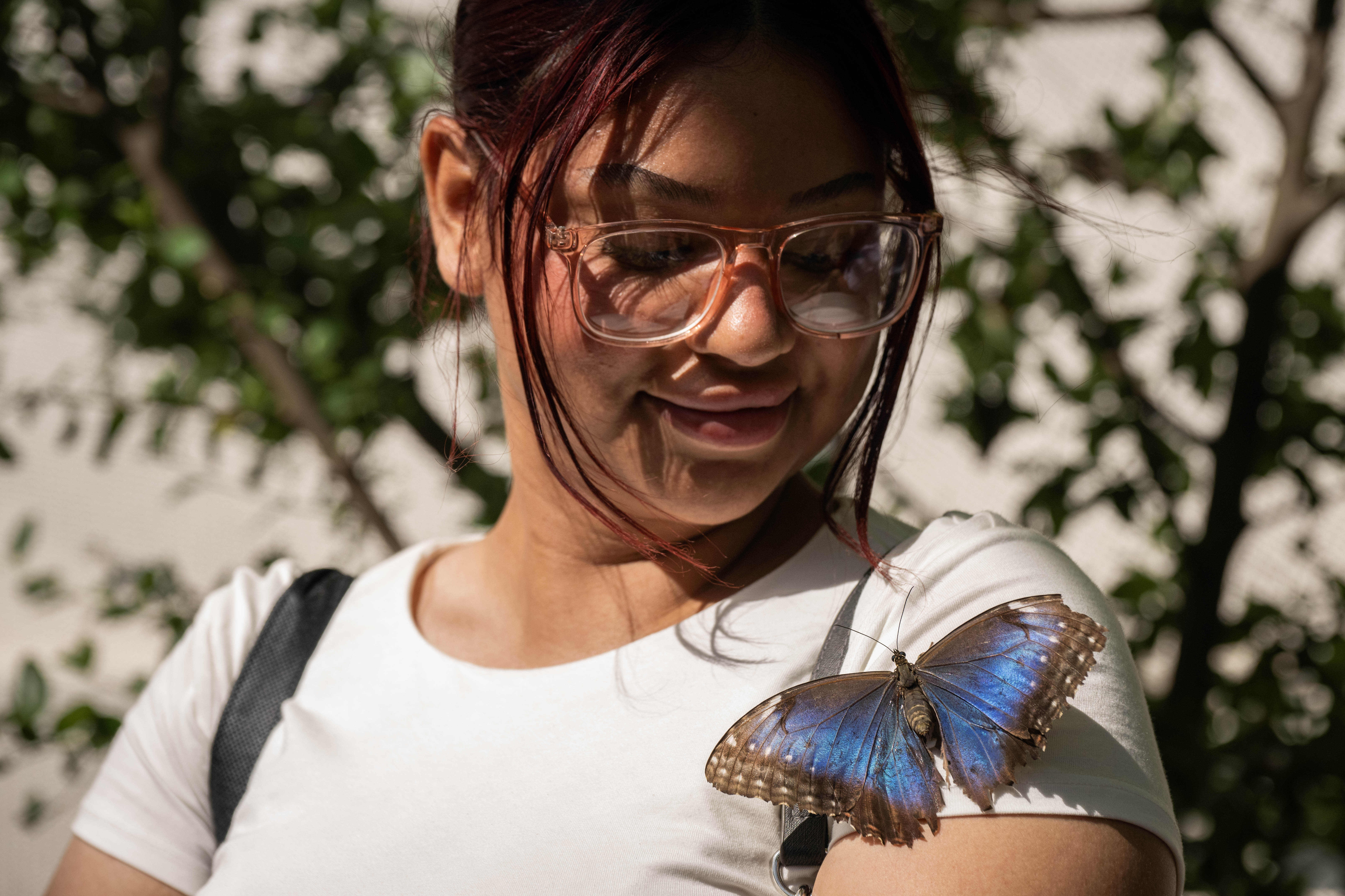 A Blue Morpho lands on Joselinne Vasquez, of Anaheim, at...