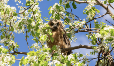 Fledgling owls are Sac State’s newest animal celebrities – The State Hornet