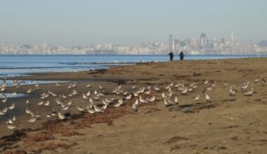 Alameda police boost Crown Beach patrols over unpermitted ‘beach takeover’ parties