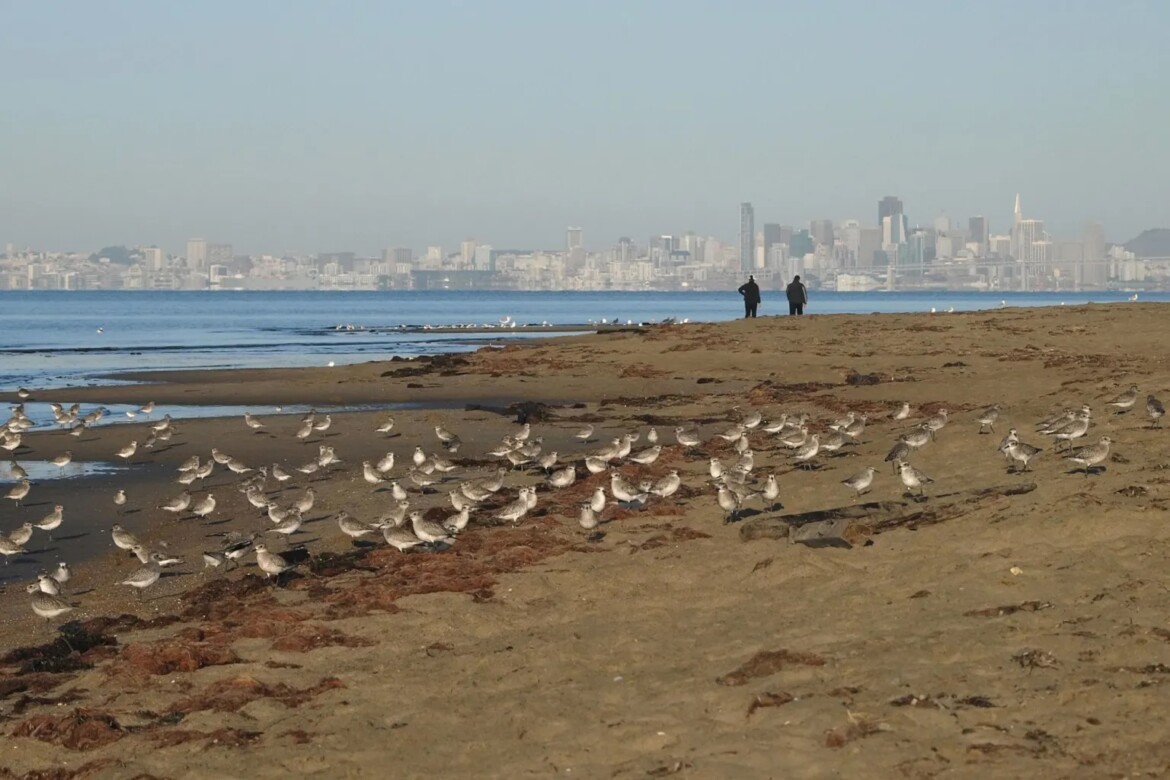Alameda police boost Crown Beach patrols over unpermitted ‘beach takeover’ parties