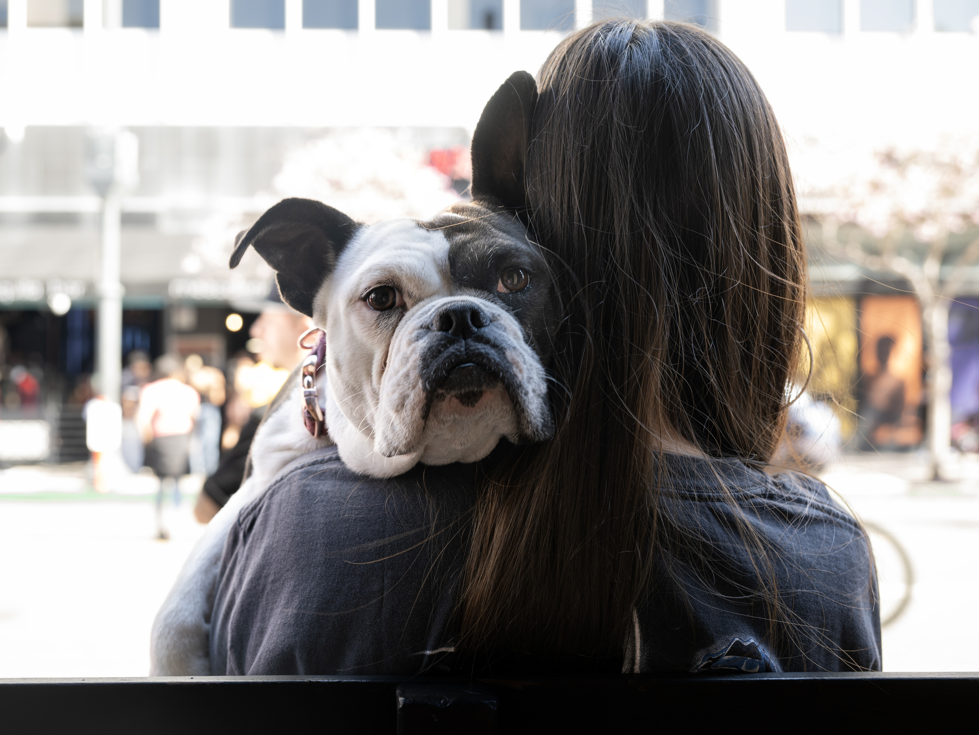 Gio Rodriguez and her boxer, Doty, wait in line to...