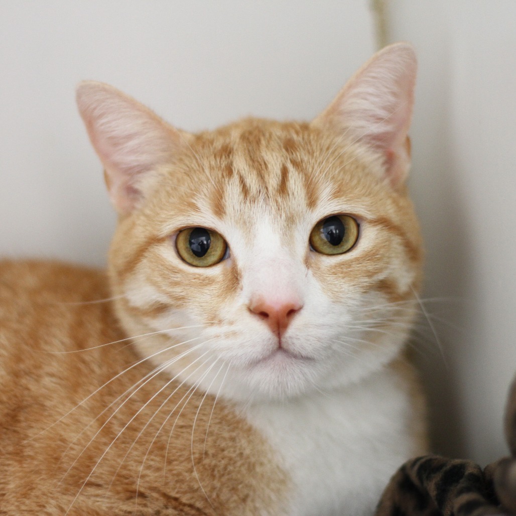 Gomez is a 4-year-old, male, orange and white tabby, domestic...