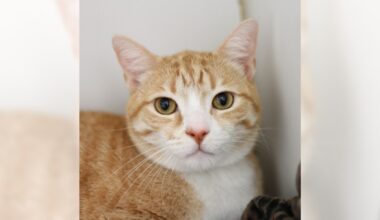 Gomez and Ginger are ready for adoption – Press Telegram