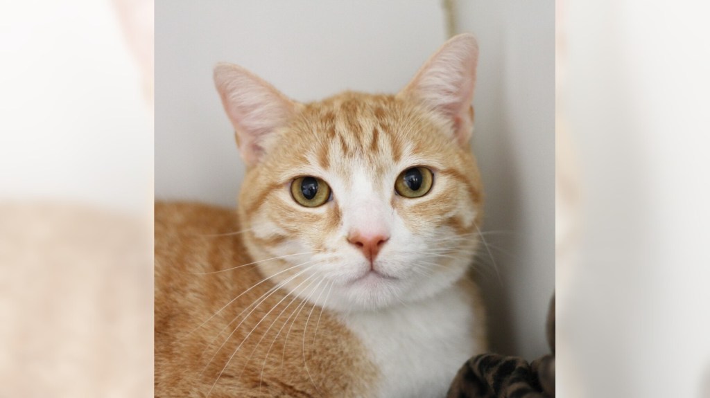 Gomez and Ginger are ready for adoption – Press Telegram