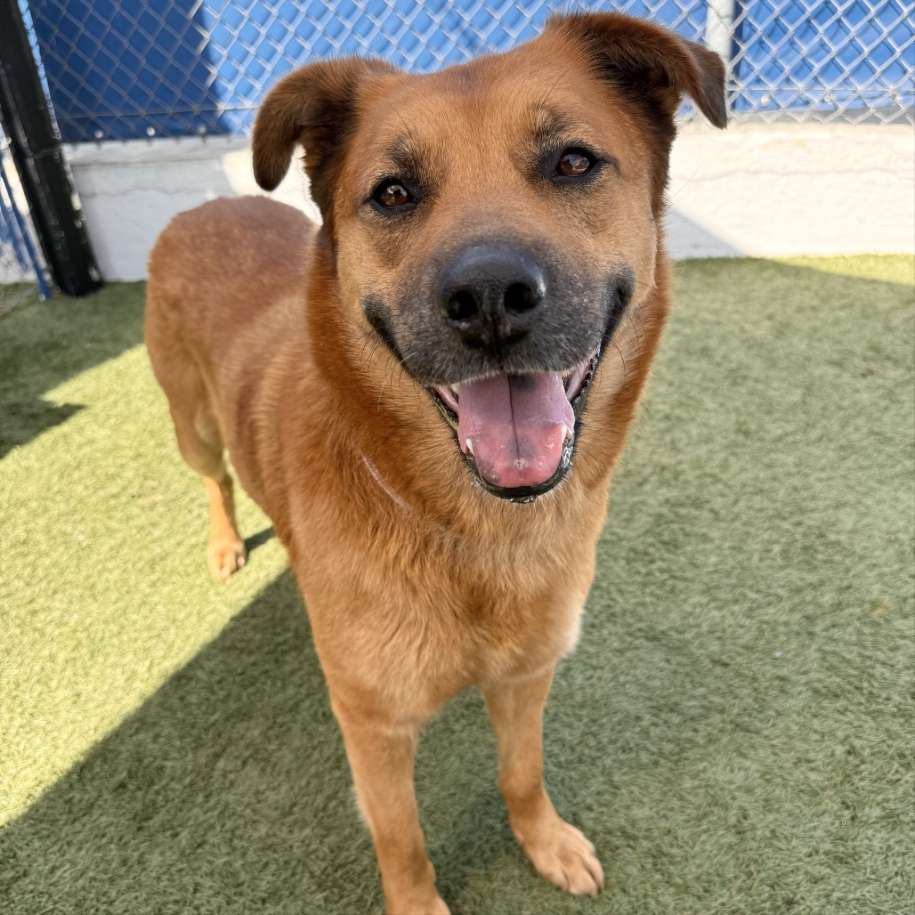 Ginger is a 2-year-old, female, red/mahogany color, mixed breed dog....