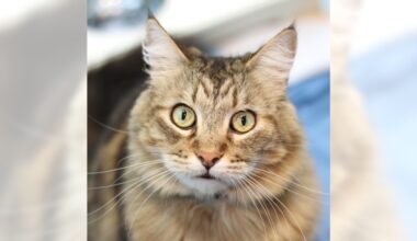 Meeko and Ivy are ready for adoption – Press Telegram