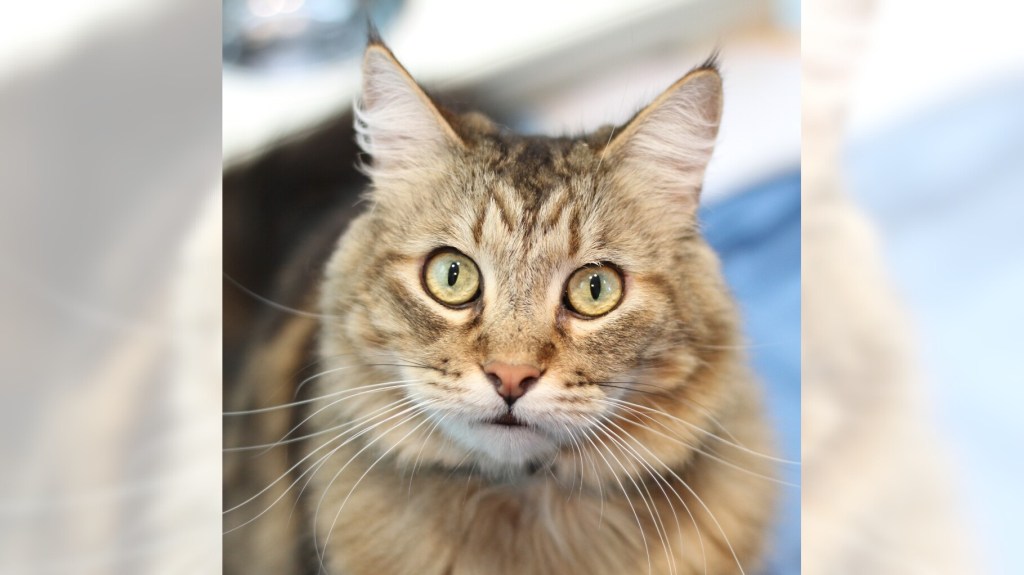 Meeko and Ivy are ready for adoption – Press Telegram