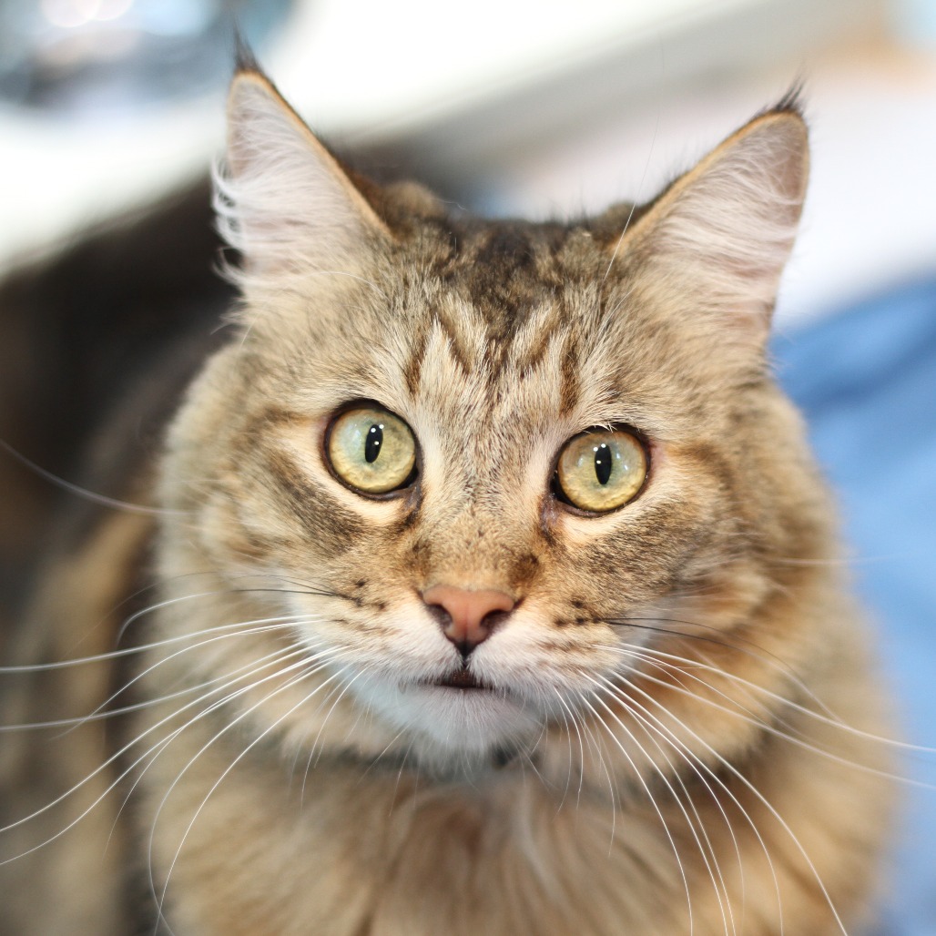 Meeko is a 4-year-old, male, brown tabby, domestic medium-hair cat....