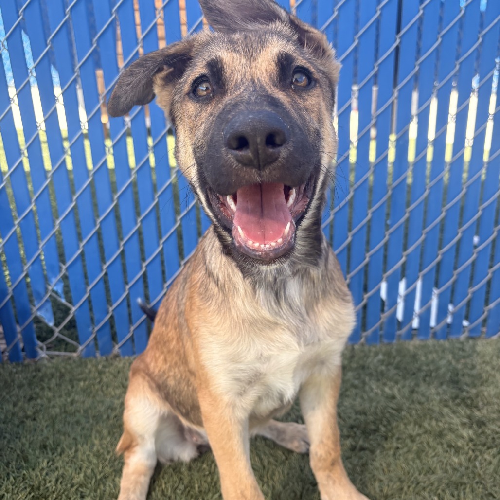 Ivy is a 4-month-old, female, black and tan, husky shepherd...