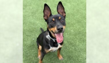 Packer and Latraus are ready for adoption – Press Telegram