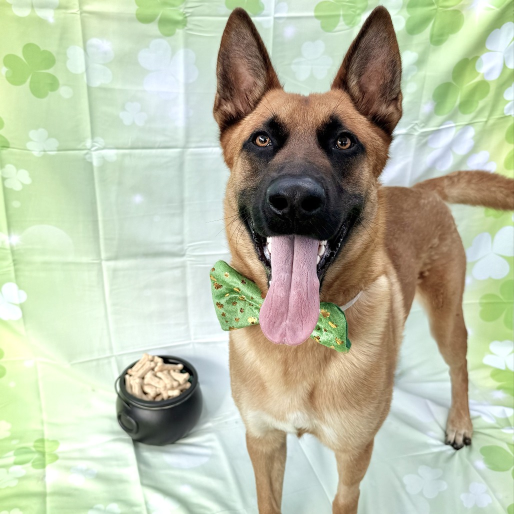 Latraus is a 9-month-old, male, Belgian Malinois mix. (Photo courtesy...